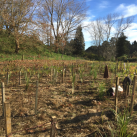 Planted and staked 1. Cambridge Tree Trust